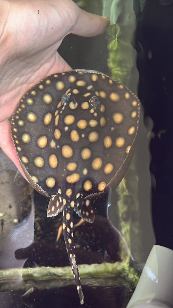 9315_FISH's tweet photo. 一晩で星になってしまいました
やはりエイは難しいものですね https://t.co/4TRl9k58Yr
