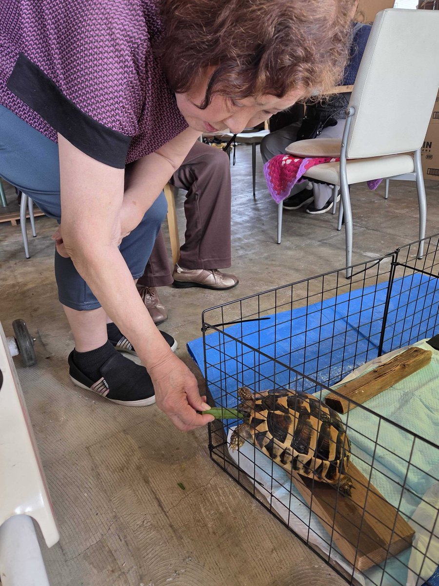 dayservice_moi's tweet photo. moiでお預かりしている、お客さま🐢
利用者さんを和ませてくれるアイドル😊です🥰
「おはよう元気か！」「ご飯あげないとね」今日のお世話係はだれかな？
不思議と🐢ちゃんの周りにはいつも誰かがいるよ！
そんな中ちょっと隙をみて🐢ちゃん自由にお散歩している時も🤭 https://t.co/gmW0zFiouT