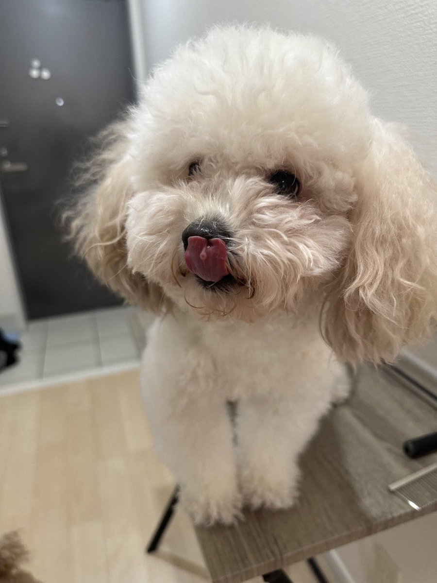 maruru_dp's tweet photo. とりみんぐ🐶

#ぺろすな🥰 https://t.co/22HIvZmzN3