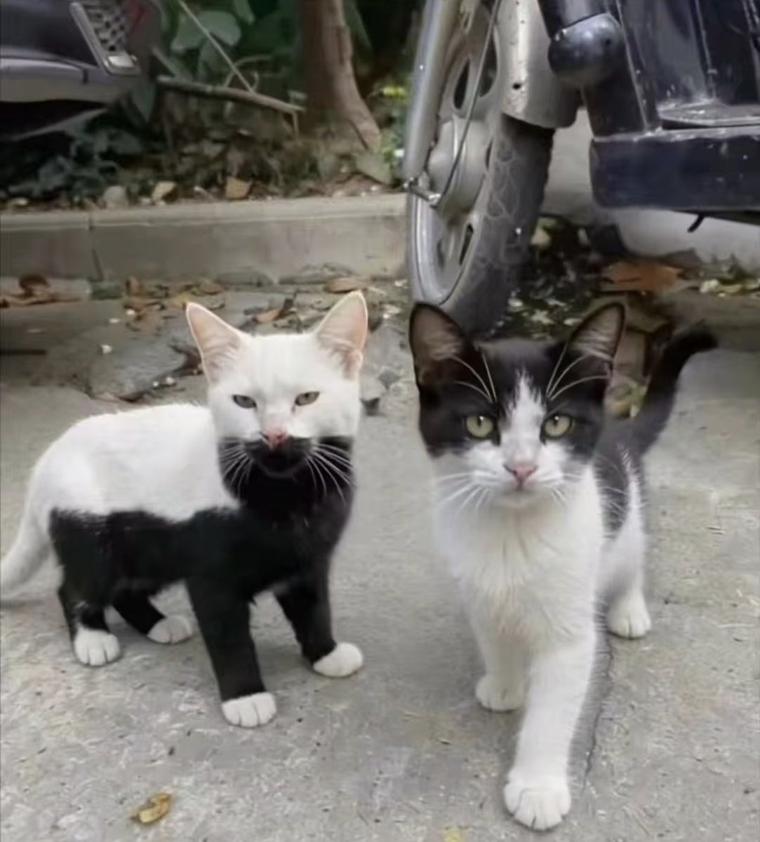 TheCatsX's tweet photo. Their hair color is very special https://t.co/KEcLXjAgyB