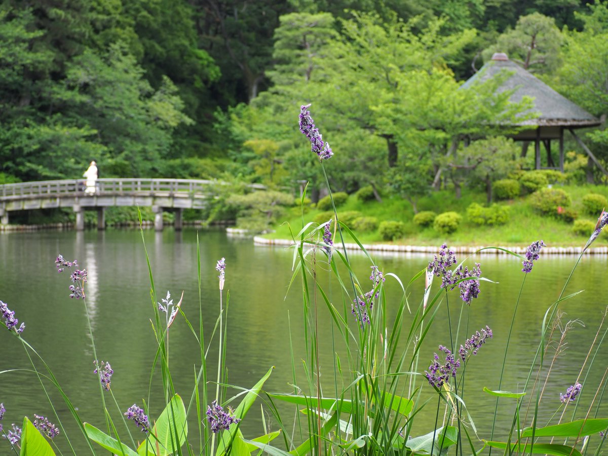 HSankeien's tweet photo. 花菖蒲のみごろが過ぎてきて、大池周辺ではミズカンナが咲いています。日本語のような響きですが「カンナ」は実は英語で、ミズカンナの英名はずばりそのままWater cannaです。 https://t.co/1aanOfS6b1