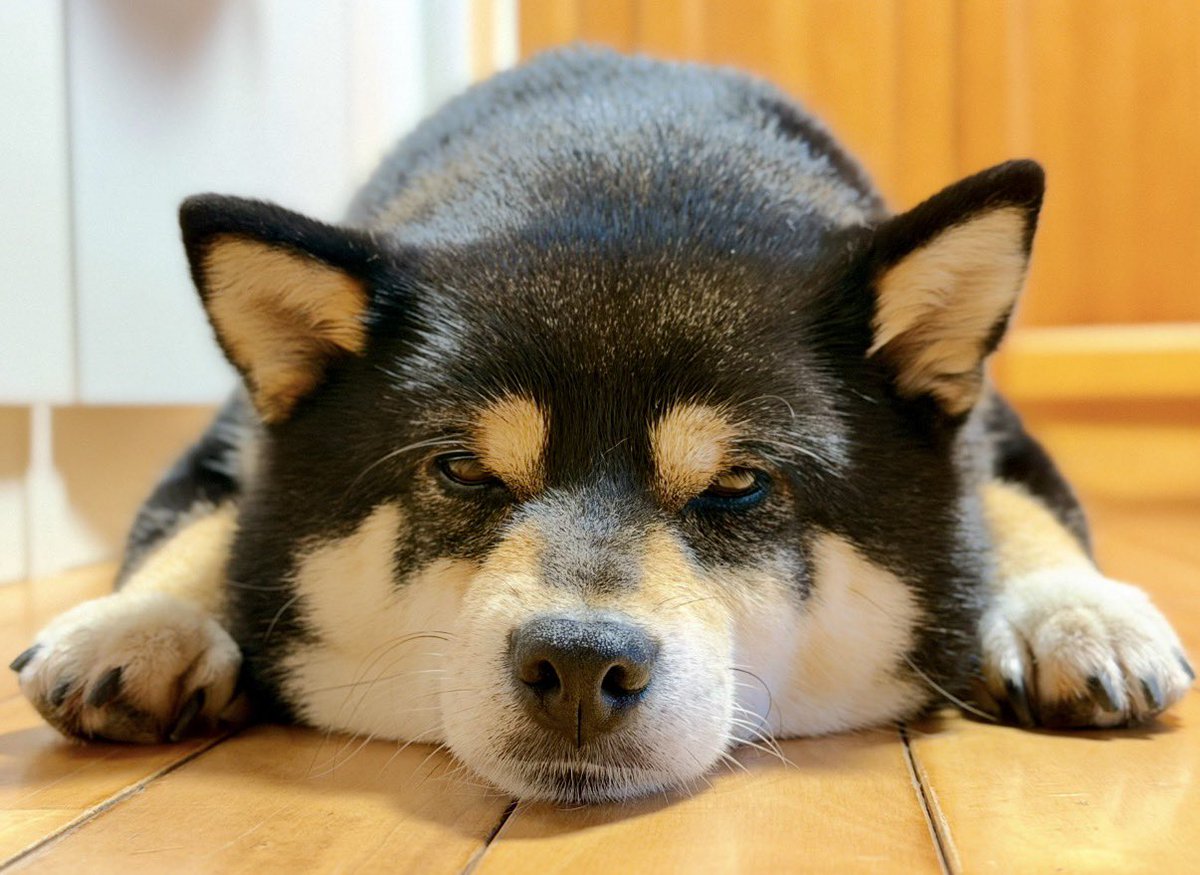 SKotsu's tweet photo. 夕散歩🐾
　突然の雨で ちょっとおつかれ気味🥱 https://t.co/826zDOuPCt