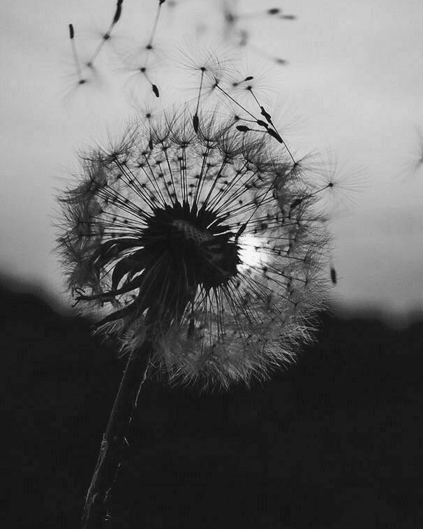 _sam_sa_ra's tweet photo. Il momento del cambiamento è l’unica poesia.

- Adrienne Rich

#BiancoENero a #CasaLettori https://t.co/XkpfynL2Ex