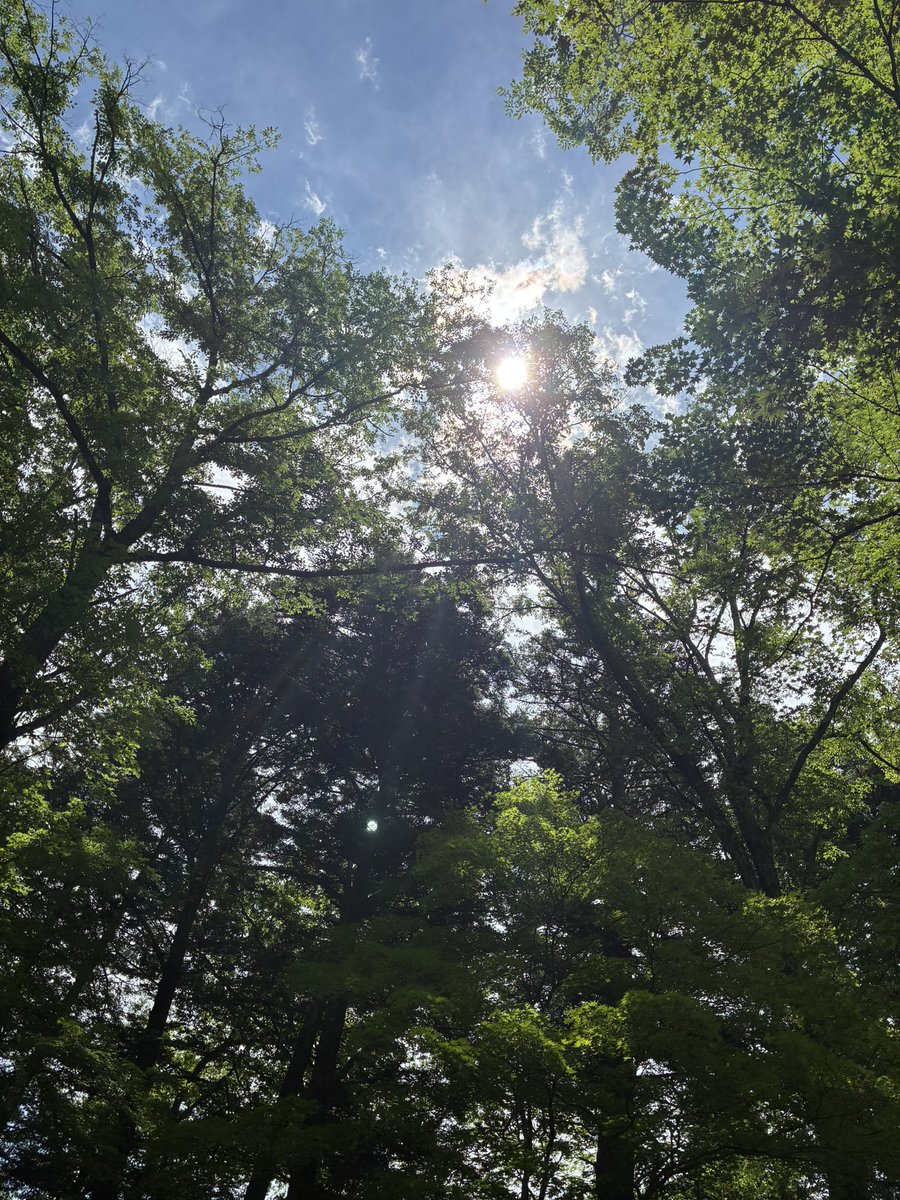 ryokookouchi's tweet photo. 軽井沢にて野外演奏＆撮影のお仕事🎻
素敵なお宅の、森のような美しいお庭にて
爽やかな空気と緑に包まれ
とても心地よい時間を過ごしました🌲✨

大好きな胡桃蕎麦をいただき
美しく落ち着いた街並みを散策して
軽井沢の魅力をたっぷり満喫しました☺︎

素敵な機会をありがとうございました✨ https://t.co/TkNXwMztcB