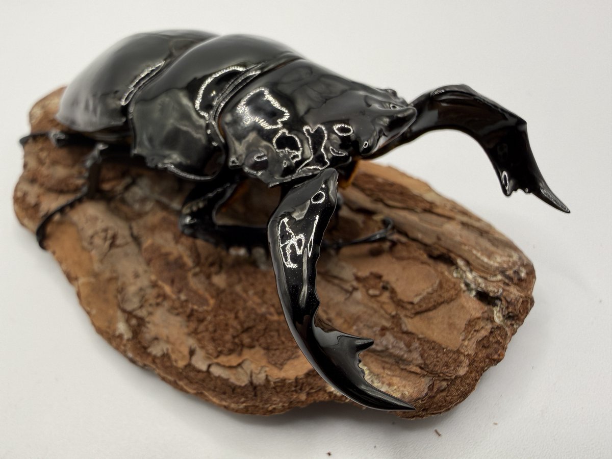 くろねこチャンネル】人工蛹室ビルダー＆人工蛹室マーキングガイド☆お 
