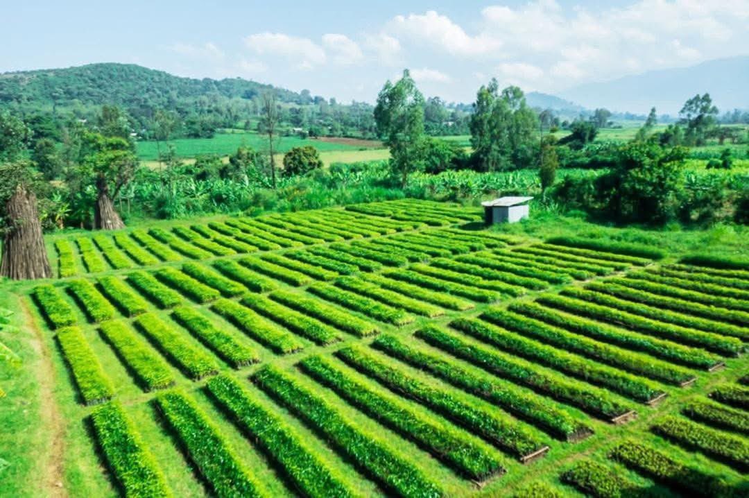ETEmbassyJIB's tweet photo. Under the #Green Legacy Initiative, #Ethiopians planted over 48 billion seedlings, the movement restored forest cover from nearly 17% to 23.6% , and created 1.2 million jobs, reversing decades of degradation!
#GreenLegacy @PMEthiopia @MFAEthiopia @legessetulugoe https://t.co/ZrYOPDi9GW