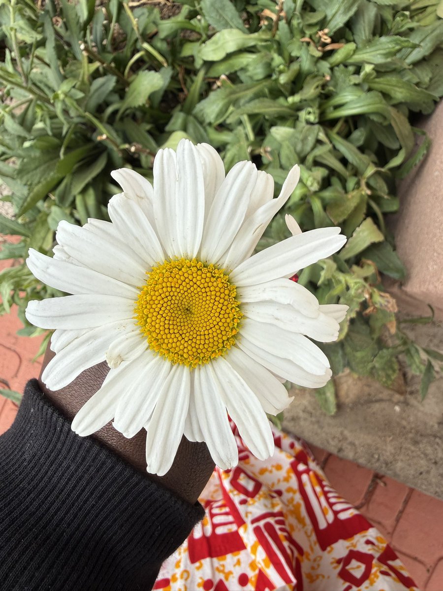 SomoinaKapeen's tweet photo. Patterns everywhere You look https://t.co/XM7x9v2oo4