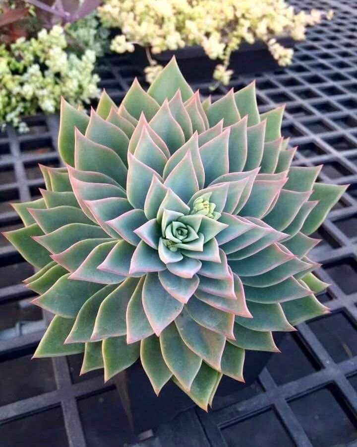 SomoinaKapeen's tweet photo. Patterns everywhere You look https://t.co/XM7x9v2oo4
