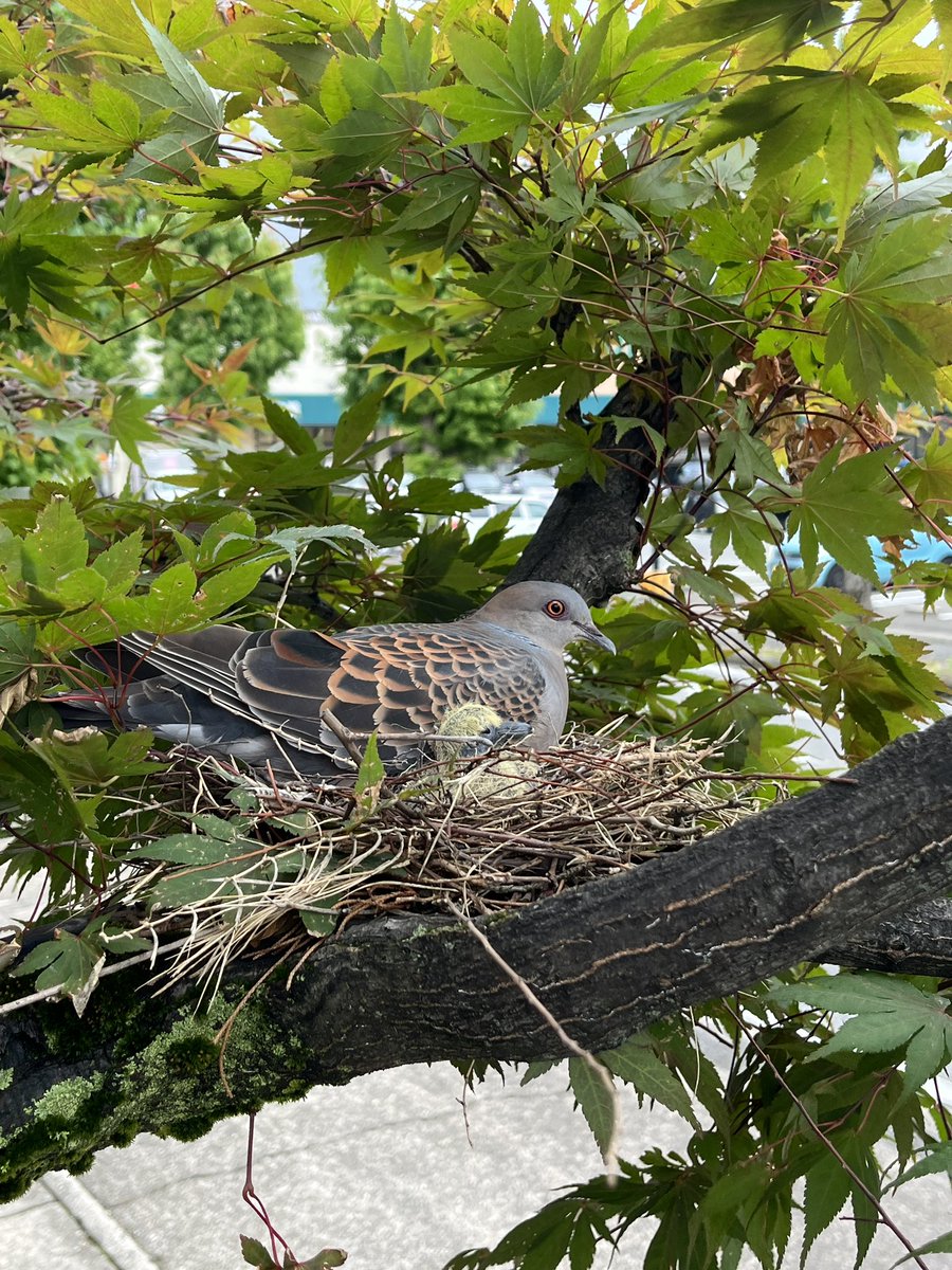 Trooooooou's tweet photo. 鳩の巣あった
親子でした。 https://t.co/sPFzwNia1b