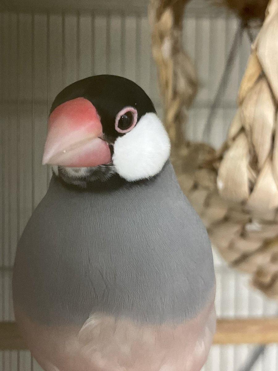 DokenPet's tweet photo. 今日もありがとう

文鳥、十姉妹のひなは

秋風が吹くころ　１０月まで

おやすみです

明日、１１時より開店いたします https://t.co/HlxwjqIWYg
