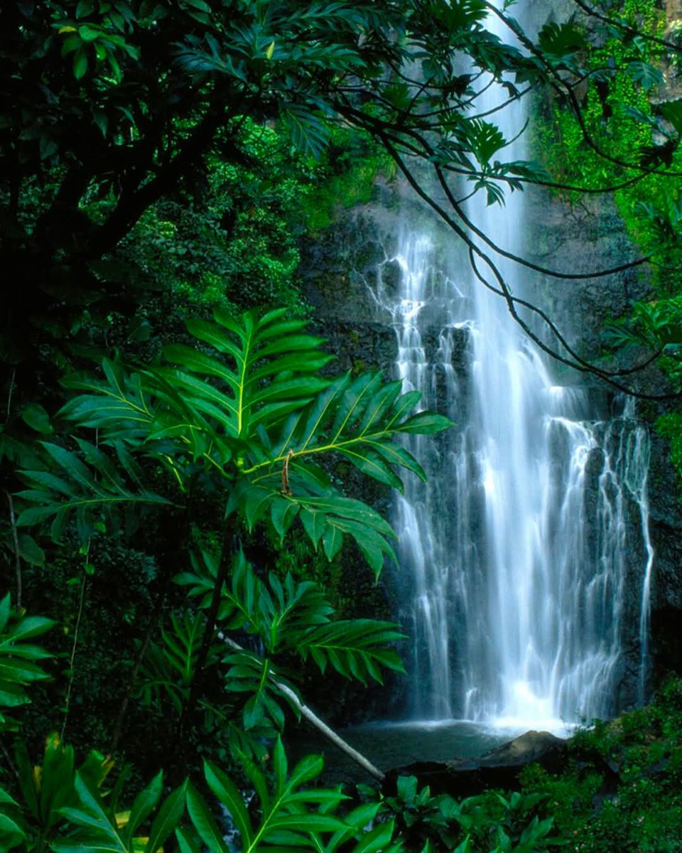 PrensaGtmo's tweet photo. 🌳🌴 22 de junio: Día Internacional de los Bosques Tropicales 🌍

Establecido en 1999 por la ONU, este día nos recuerda que estos ecosistemas son los "pulmones del planeta". Albergan más de la mitad de las especies animales y regulan el clima global absorbiendo CO₂ https://t.co/QImYw7k1lC