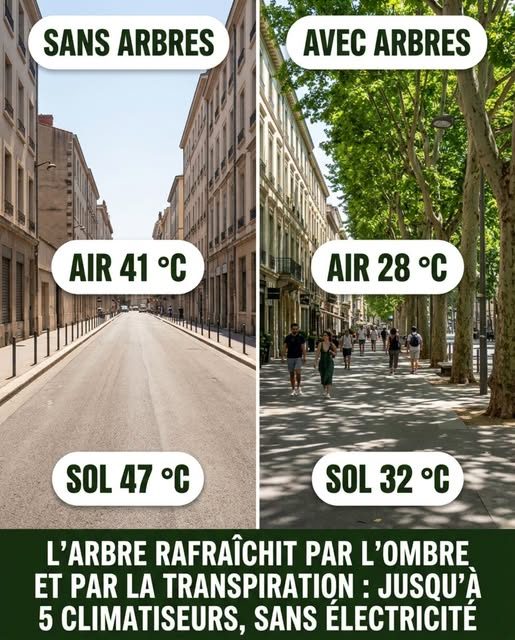 KateriSeraphina's tweet photo. Deux rues côte à côte, en pleine canicule. La première, bordée d'immeubles et d'asphalte nu, écrase de chaleur. La seconde, alignée d'arbres, reste respirable. Entre les deux, l'écart de température peut atteindre plusieurs degrés — et ce n'est pas une question de confort, mais de santé publique 📷
Pour comprendre, il faut regarder ce qu'un arbre fait vraiment au-dessus d'un trottoir.
DEUX FAÇONS DE RAFRAÎCHIR :
On pense d'abord à l'ombre, et c'est juste : le feuillage bloque le rayonnement solaire direct, et abaisse la température du sol et de l'air. Mais le plus puissant est invisible. L'arbre transpire : par ses feuilles, il évapore l'eau puisée dans le sol, et cette évaporation consomme la chaleur ambiante, exactement comme la sueur rafraîchit notre peau. L'Agence de l'environnement avance une image saisissante : un grand arbre bien alimenté en eau peut évaporer jusqu'à quatre cent cinquante litres par jour, soit l'équivalent de cinq climatiseurs domestiques — mais sans électricité, et sans rejeter la moindre chaleur dehors.
CE QUE MESURENT LES CAPTEURS :
Les chiffres confirment l'intuition. Sous le couvert des arbres, la température de surface peut chuter d'une dizaine de degrés, et l'air ambiant de deux à huit degrés en ressenti, par rapport à une rue nue au même instant. À l'inverse, une chaussée d'asphalte se comporte comme un radiateur : elle emmagasine le soleil toute la journée et le restitue une partie de la nuit. C'est pourquoi une ville minérale peut rester jusqu'à huit degrés plus chaude que la campagne après le coucher du soleil. L'arbre, lui, fait l'inverse : la nuit, il continue de restituer de la fraîcheur.
PLUS QUE DE LA FRAÎCHEUR :
Et les bénéfices se cumulent. Des trottoirs praticables en canicule, des nuits plus supportables, donc un vrai enjeu de santé : certaines études relèvent une baisse importante de la mortalité liée à la chaleur dans les quartiers arborés. À cela s'ajoutent une climatisation moins sollicitée dans les bâtiments voisins, un air plus propre et plus humide, et un refuge pour les oiseaux et les insectes de la ville. Une seule structure, et tant de services rendus.
UNE PRÉCISION HONNÊTE :
Soyons justes, car planter ne suffit pas. L'efficacité d'un arbre dépend de l'eau dont il dispose, de l'essence choisie et, surtout, du sol qu'on lui laisse. Un arbre planté en pleine terre drainante pousse deux fois plus vite et rafraîchit jusqu'à cinq fois plus qu'un arbre étouffé dans une fosse compactée sous l'enrobé. La végétation est un levier majeur contre la chaleur, mais elle donne sa pleine mesure quand on l'associe à des sols perméables et à de l'eau. Un arbre planté à la va-vite, sans terre ni arrosage, tiendra mal ses promesses.
Un seul arbre, sur un trottoir, peut sembler dérisoire. Des milliers d'arbres changent la façon dont une ville respire, dort et traverse les vagues de chaleur. La climatisation la plus avancée qui soit est parfois celle que la nature a mise au point il y a des millions d'années — il suffit de lui laisser de la place, de la terre et de l'eau. #ArbresEnVille #ÎlotDeChaleur #NatureEnVille #ConfortDÉté #BiodiversitéUrbaine