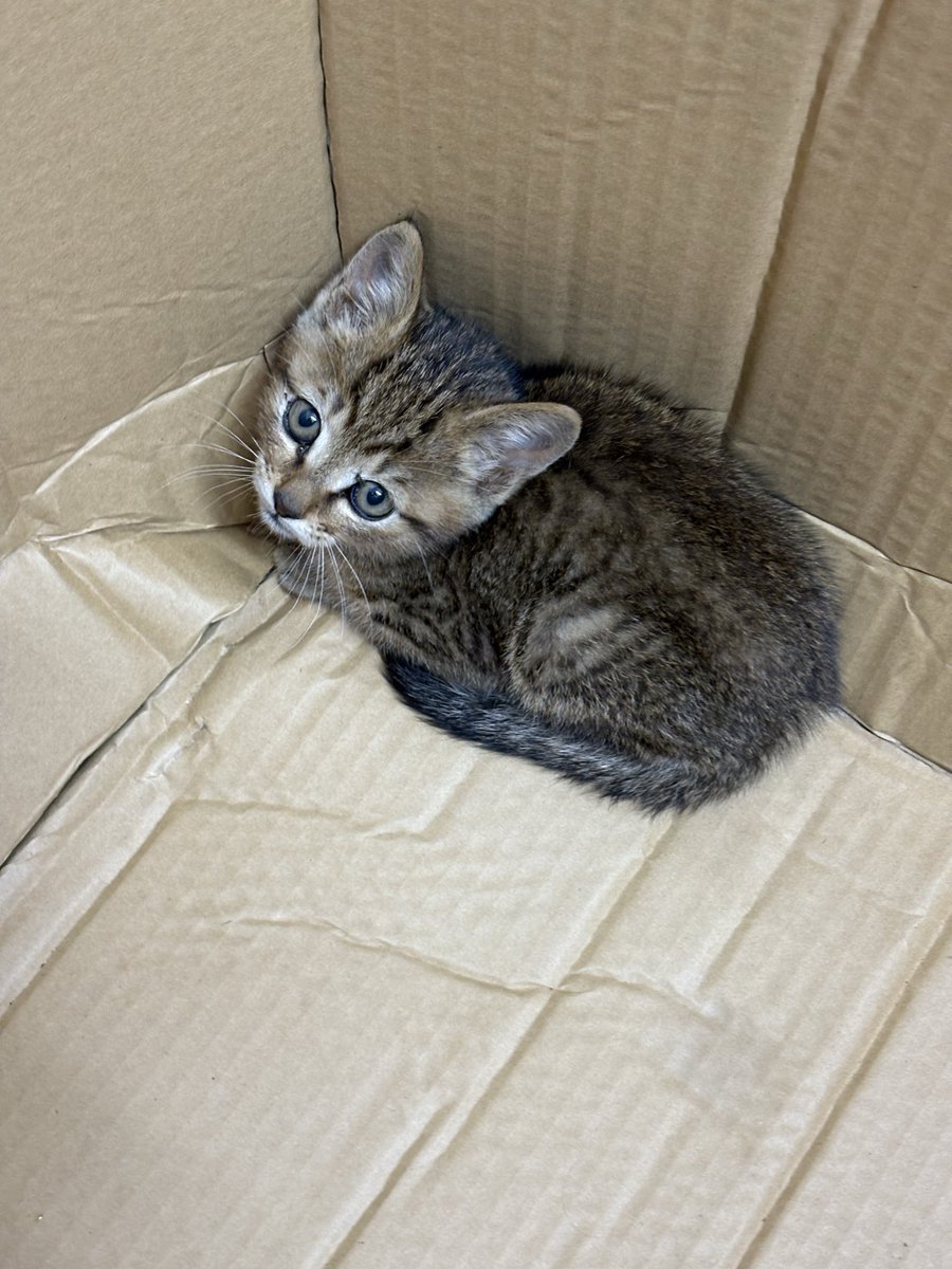 holo_oji_'s tweet photo. 猫が泣いてて車のボンネット開けたら中にこの子いた、、、母猫見当たらないしとりま保護保護👮 https://t.co/NkbjlMfLsw