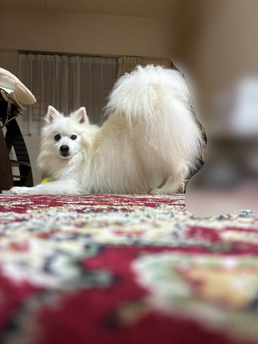 Chelsea_spitz's tweet photo. んっ？
#日本スピッツ #チェルシー #犬のいる暮らし #犬好きさんと繋がりたい #chelsea #貴方にもあげたい #あなたにもあげたい #白い犬 #しろいいぬ #イヌッター #japanesespitz https://t.co/fjDKmIbNeX