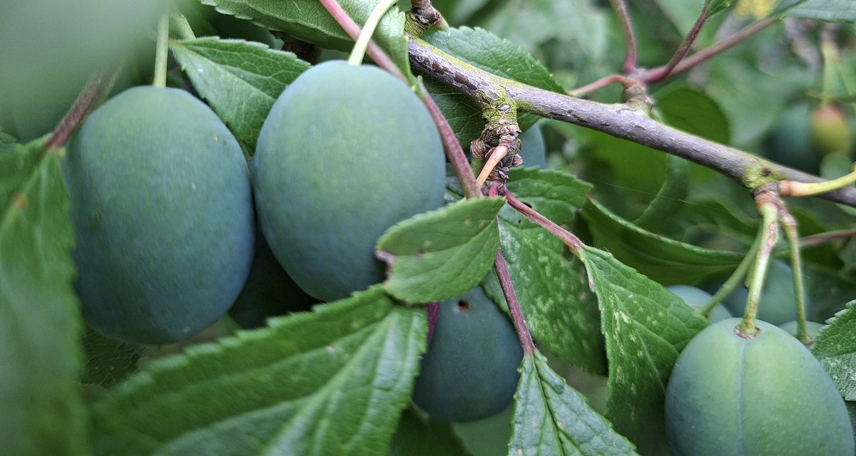 Damsonplums's tweet photo. #summersolstice
#damsons branching out on the longest day
#allotment #gardening #plums #leicestershire https://t.co/UhIREqSAQu