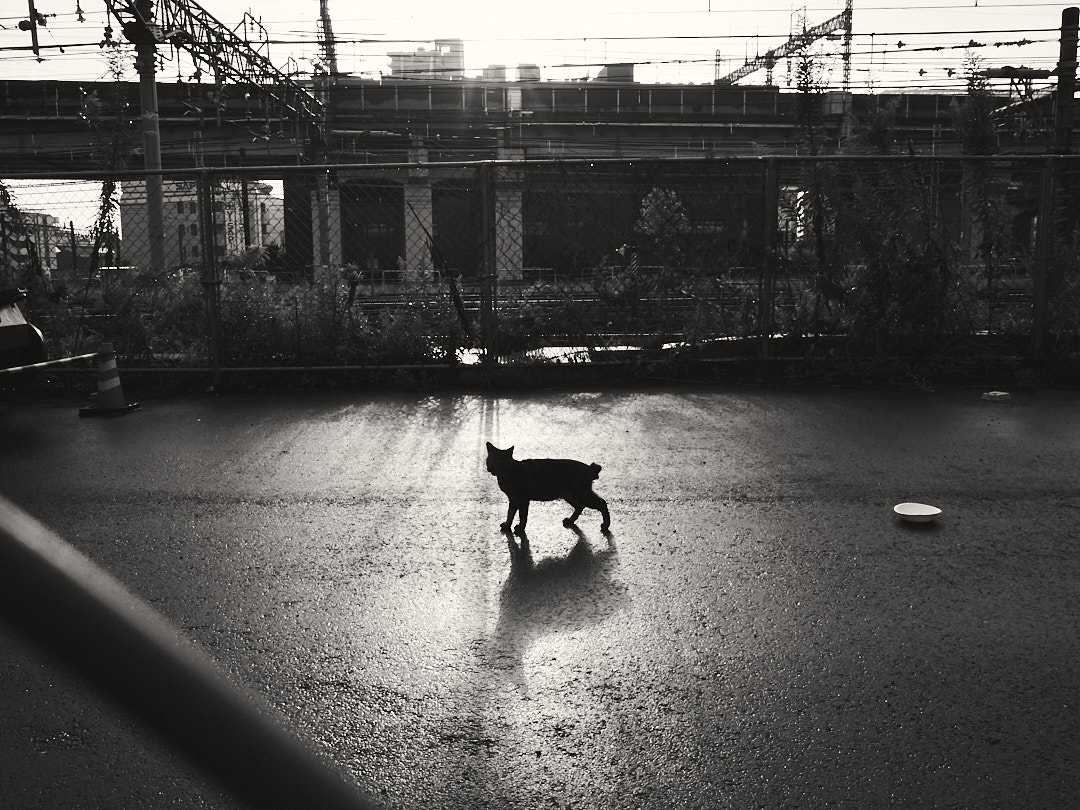 KiyoshickRecord's tweet photo. 2016.10.17
#blackandwhitephotography #モノクロ写真　#写真好きな人と繋がりたい https://t.co/wABE6iSRAL