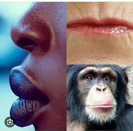 Reemi1247278's tweet photo. @TommyGunz327 @Echinacea1234 @shiestynurse Trying to sound intelligent, u tremendously failed.Basic biology? U need to open your brain a bit more and go take up some courses on molecular science, u and your mom descend from SUB humans, LOW Grade humans with smelly bonobo FuR. 🫵🏾have the same color and lips 😭😭😭I dont😂 https://t.co/7S1pRLDYT5