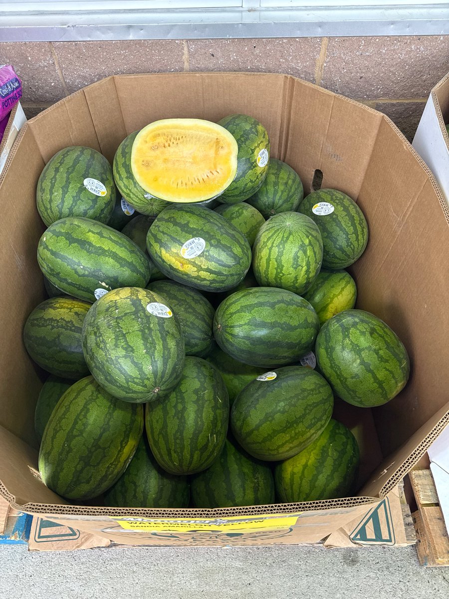 sbakbas's tweet photo. @bpthaber Dokusu elma veya kumlu armut gibi. Evet normal karpuzlardan biraz daha tatlı ve aromatik fakat iyi bir karpuzun getir-götürünü bile yapamaz. Damak tadı meselesi tabi ama öyle karpuz-peynir-ekmek yapılacak veya bol bol yenilecek bir şey değil. https://t.co/jJOdufQgQU