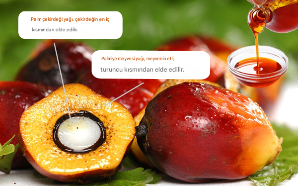 dogalmaxx's tweet photo. Ana akım medya ve tohum yağı endüstrisi, "tropikal yağların" (hindistan cevizi ve palm) kalp krizine yol açtığı propagandasını yapsa da, biyoenerjetik fizyoloji bunun tam tersini savunur.

Ray Peat, Palm ağacının bizzat çekirdeğinden elde edilen Palm Çekirdeği Yağını ++ https://t.co/tHZGjHnG9N
