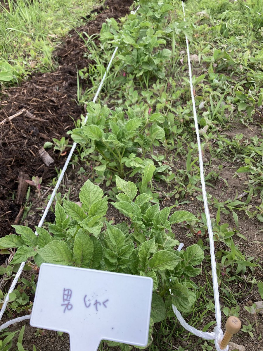 fx_ayame's tweet photo. はたけイベで植えたものがどんな具合か見に行ってみた
行き帰りの道に、ラベンダーっぽいのや白い小さい花がたくさんの樹やら楽しい季節✨️
はたけは草に埋もれつつも、育ちつつありました🌱今度、草取り参加しよー https://t.co/1wgqv7KWUJ