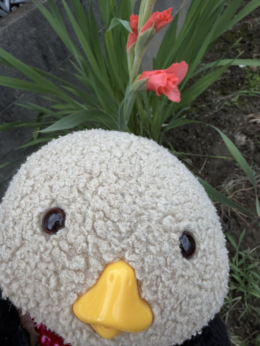 rikory2012's tweet photo. 今日はちょと、ちがうみちをおさんぽしたら、グラジオラスのお花が色々なお色で咲いていました。
優美な感じで綺麗でした🥰💕💕

今日は雨が降ったり止んだり晴れたりしてちょと調子が悪いおかしゃんをどうにかして、笑わかせたいです。どしたらいいんだろうかな〜？🐥🤔
#東京トガリ くん https://t.co/C4JxUTythN