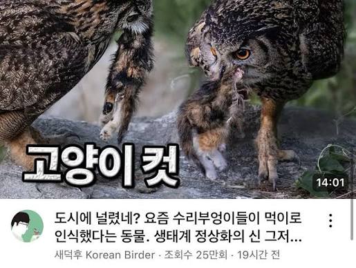 cccc0000d's tweet photo. @salmonplanet @olial0330 글쎄요 새덕후 본인은 선동을 하고싶은거 같은데요! 원래 전문가도 아니고 유튜버니까 당연하겠지만~ https://t.co/p4TQHCTsnj