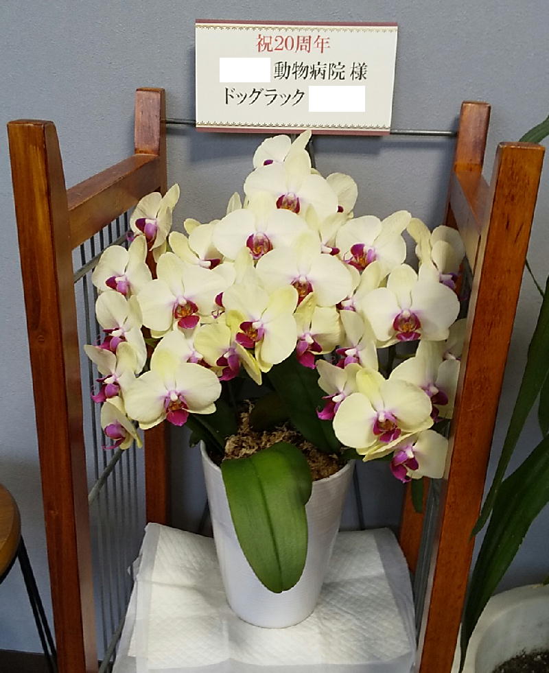 itokickn29's tweet photo. フィラリア予防(コチラの地域では6月～11月)のお薬をもらいに
かかりつけの動物のお医者さんに行ってきました🏥
20周年を迎えられて……ウチの子達も歴代から12年以上お世話になって��り
大変ありがたい限りです🦦
(院長先生は別にアフリカマニアではありません😺) https://t.co/nAppThGcNI