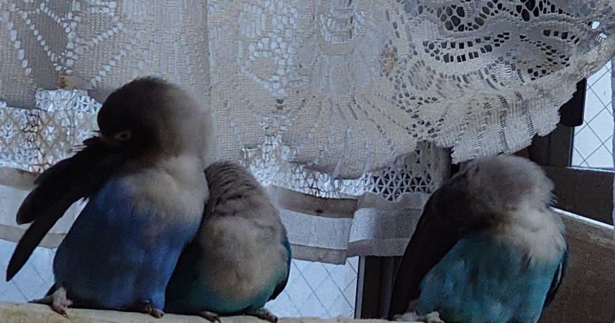 wolf_spice's tweet photo. こんばんは。昨日は夏至。
コボ&amp;アコとココ🐦🐦🐦

#ボタンインコ https://t.co/IRflDCXIMx