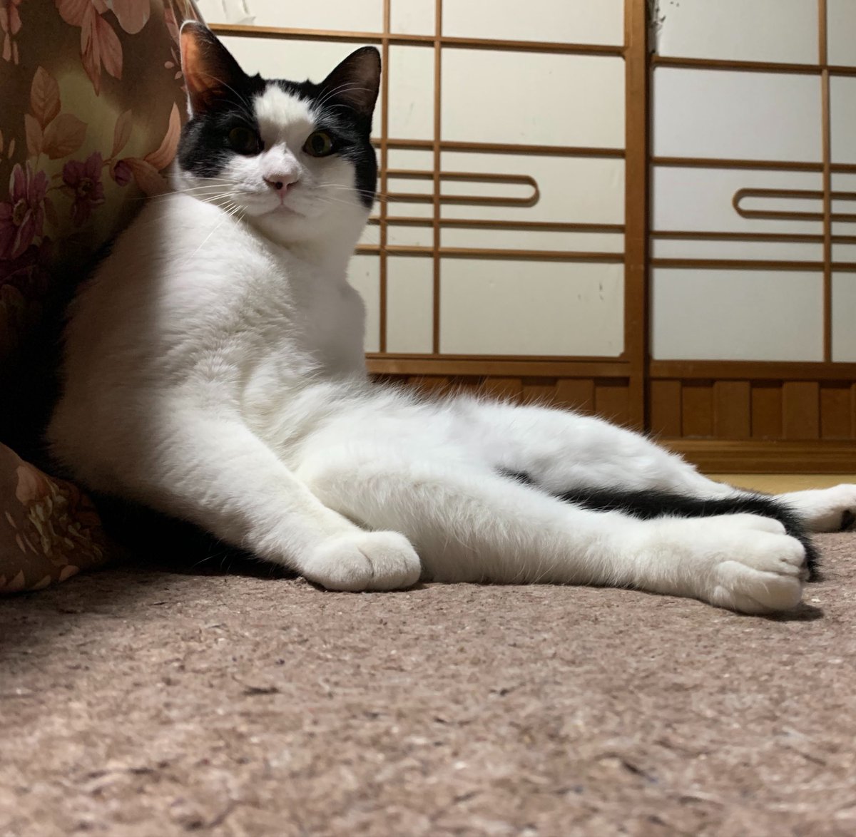 _1018In's tweet photo. お盆実家に帰るの決まったからやっと会える私の癒し達 https://t.co/AgMkuBmAxX
