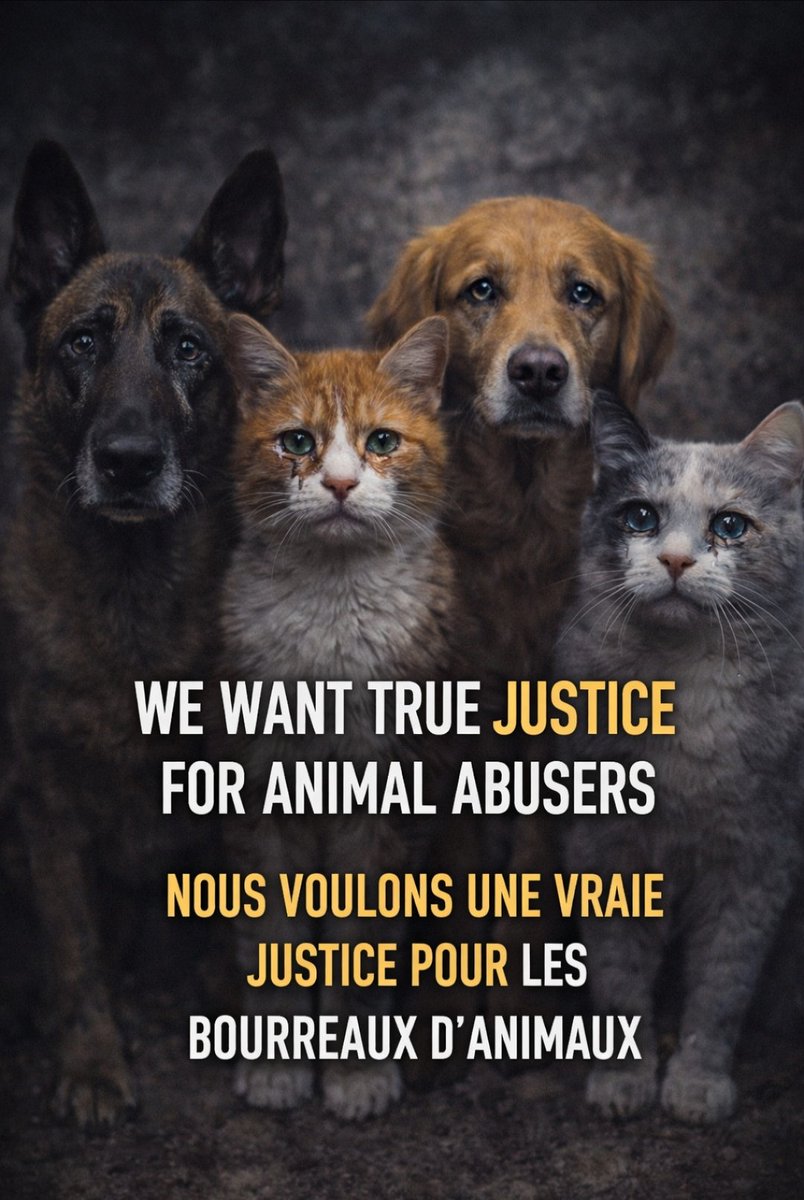 DimosRaikoudis's tweet photo. @clarcadi Why don't you file a complaint for abuse? 
Don't wait for the worst to happen!
please take action. 🙏🏻
#Stopcrueltyanimal #Stopkillanimal #StopAnimalCruelty #StopAbuseDog https://t.co/1dvYk4xQtg