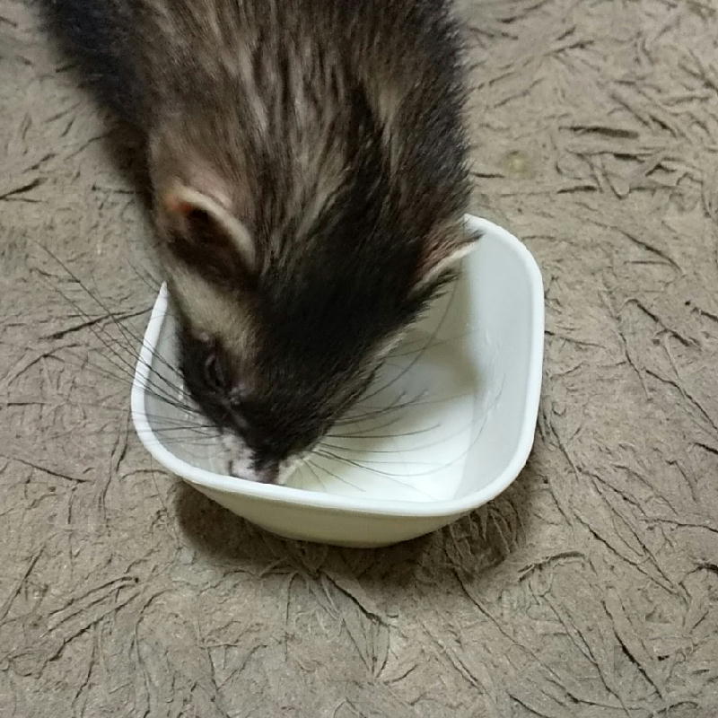 itokickn29's tweet photo. そよも5歳近くになりこちらから血液検査💉をお願いした所
先々代の十四郎と同じく肝臓の数値がよろしくないことが発覚🏥
すぐに命にどうこうという状態ではないですが綾乃以来4年ぶりに
毎朝毎晩の内服薬生活が始まり2週間後に再検査ですね🦦
#フェレット
#イタチ科 https://t.co/lEGr0XxKDR