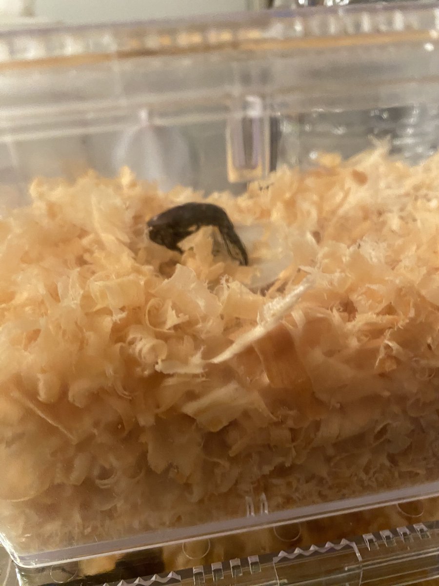 mono23340's tweet photo. わたくわさんからあのメタリフェルが届きました！
残念ながらオス単でアウトラインにはなりますが、かけるメスもパープル系なので子孫には期待出来そうです！
速攻でペアリングを開始するともうメイトガードをしていました🤣 https://t.co/re0826q3gE