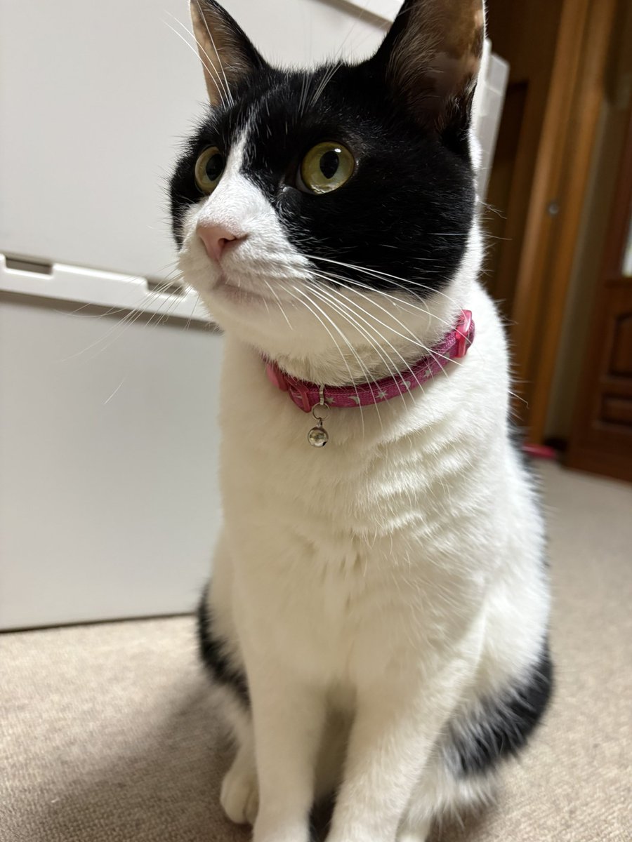 gilver801's tweet photo. #猫 https://t.co/o0Kd6rulrP