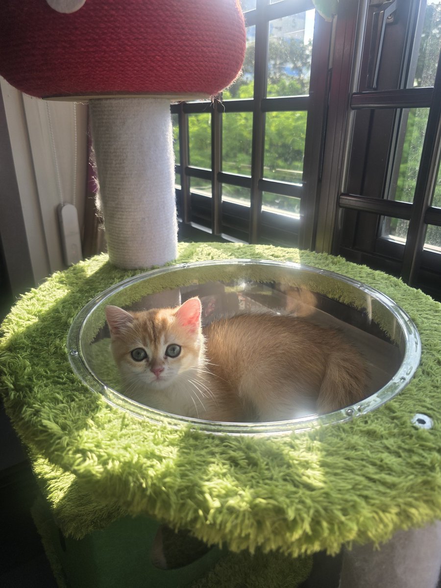 CressidiaVT's tweet photo. I forgot abt twt so here's some cresi https://t.co/wIaKgEmPll