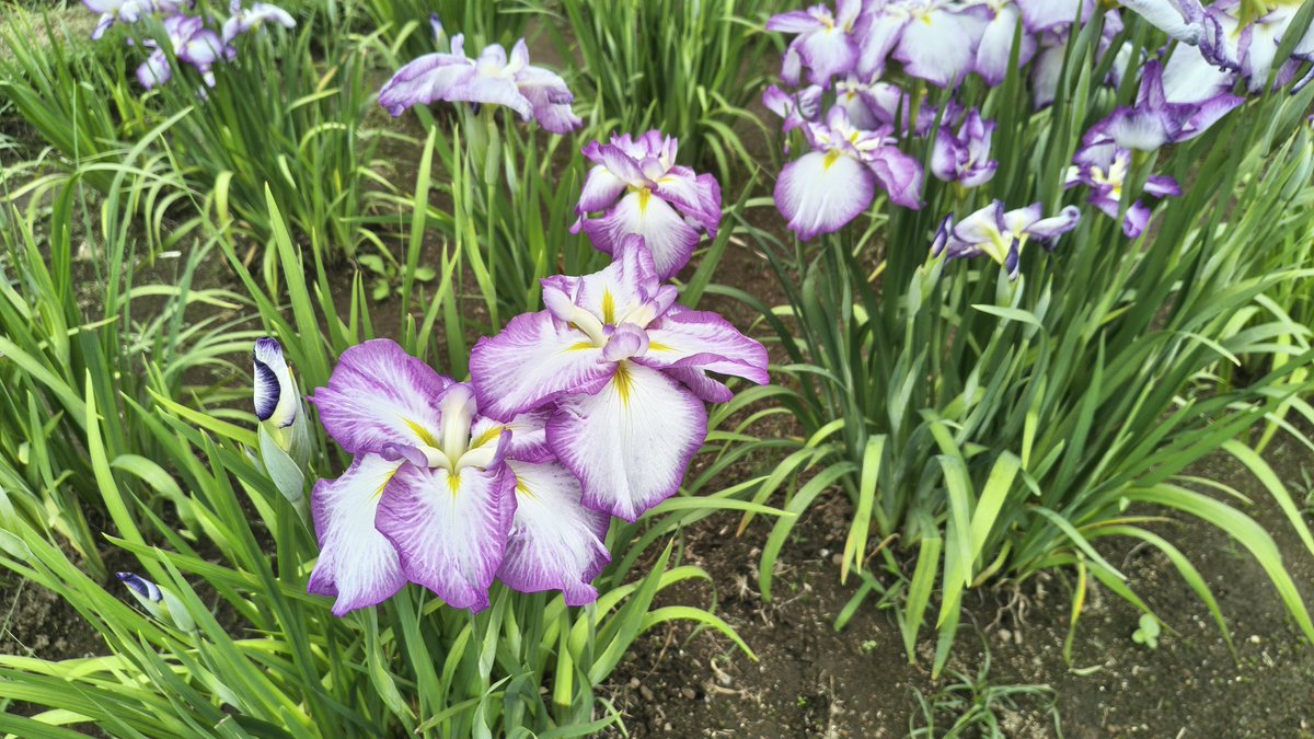 m2mama01's tweet photo. しまった
せっかくの花菖蒲をﾎﾟｽﾄし忘れてました😅
むちゃくちゃ綺麗でした～😆✨ https://t.co/WYvXHd8wkz