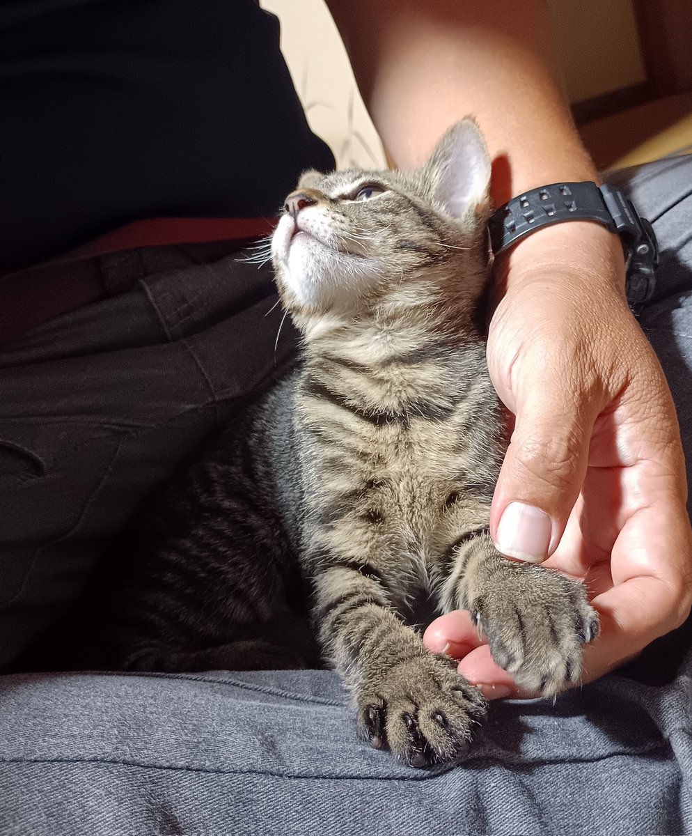 stereoshop's tweet photo. 名前は【みー】
駆け回るのが好きなキジ柄の猫
胡座をかいていると股の間に入り込み陣取ってきた。不思議な事にどうしてか、身動きが取れない。ゴロゴロし始めてきた https://t.co/o0XKBZEIsm
