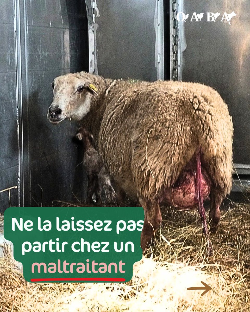 OABA_Off's tweet photo. 🐾 Interdit de détenir un animal ? 𝑁𝑜𝑛 𝑣𝑒́𝑟𝑖𝑓𝑖𝑒́ ❌

C'est l'absurdité du système actuel, et vous êtes nombreux à le déplorer régulièrement. 
Participez à la campagne nationale #UnFichierPourEux, signez la pétition pour un fichier des interdits de détention !
1/4 ⬇️ https://t.co/uVN5jBfh1Y