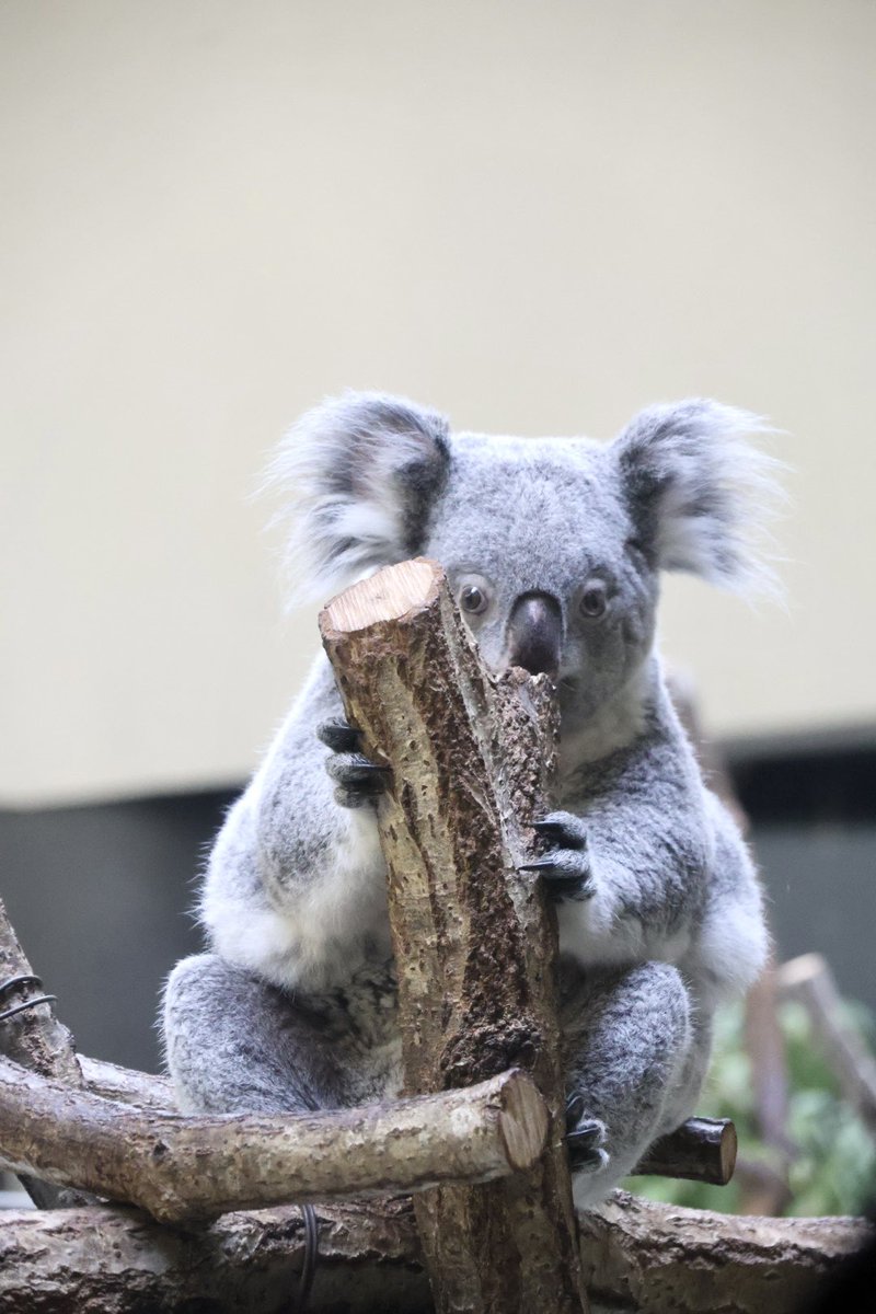 きらら🐨⭐️ 260622📷 #多摩動物公園 #コアラ #きらら