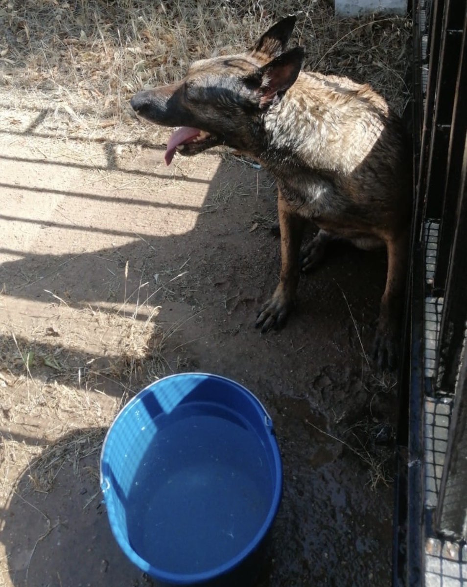 psoebadajoz's tweet photo. 🐶🐱 Silvia González @silgoncha: “El alcalde tiene que intervenir ya ante la situación del Centro de Protección Animal de Badajoz (perrera)”.

El CPA está saturado. La gatera, desbordada. Hay un brote de parvovirosis y animales que no se recogen ni vivos ni muertos.
Hemos documentado el caso de un perro perdido y sediento que no recibió auxilio pese a los avisos. Murió al día siguiente y su cadáver permaneció más de un día en un camino.

La empresa adjudicataria cobra por prestar este servicio y el Ayuntamiento hace la vista gorda. 🐾

#VamosConBadajoz #ProtecciónAnimal #Badajoz 
https://t.co/s1LVhOwsq9