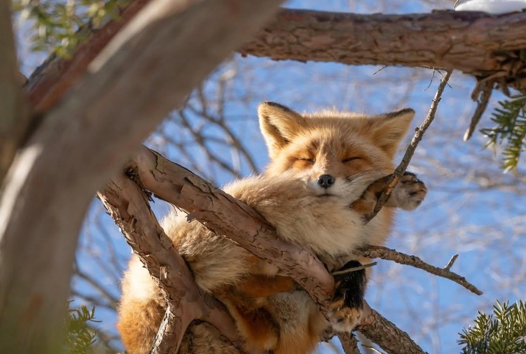 TheFoxLife's tweet photo. https://t.co/M6gt72OpW9