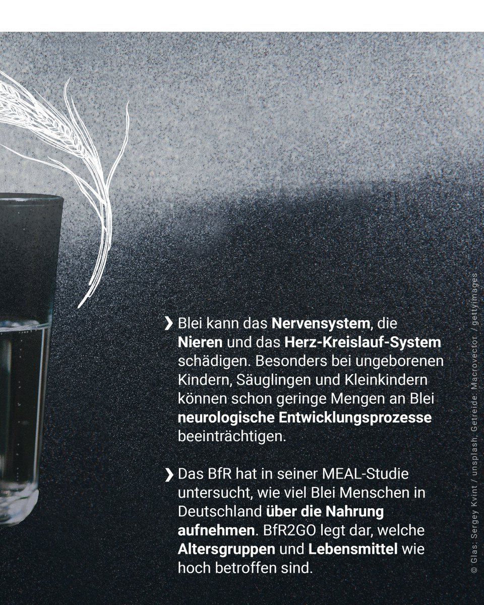 Blei kann das Nervensystem, die Nieren und das Herz-Kreislauf-System schädigen. Besonders bei ungeborenen Kindern, Säuglingen und Kleinkindern können schon geringe Mengen an Blei neurologische Entwicklungsprozesse beeinträchtigen. Das BfR hat inseiner MEAL-Studie untersucht, wie viel Blei Menschen in Deutschland über die Nahrung aufnehmen. BfR2GO legt dar, welche Altersgruppen und Lebensmittel wie hoch betroffen sind.