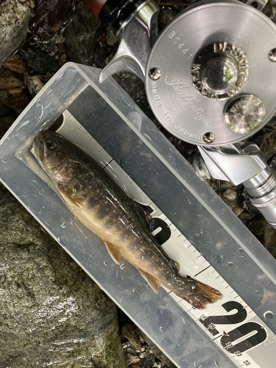 dopeangler's tweet photo. 今日の夕マズメ1本勝負🎣相変わらずルアー見ると逃げていく魚多いけど、竿抜けだろう超小場所だけを撃ってなんとかイワナ3つ🐟火薬の方は12発使っちゃいましたw
#smith
#トラウティンスピン
#五十鈴工業
#BC441sss
#BUX
#ハードコアトラウトミノー https://t.co/WzWIeY0HeJ