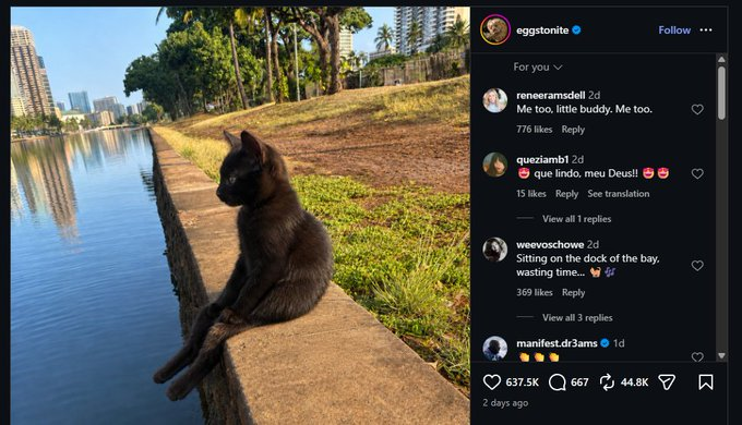 BobbyBacksh0ts's tweet photo. THIS CAT IS MEGA VIRAL ON X AND INSTAGRAM 640K likes in Instagram in 2 days.  

We've had a few chill animals send recently but have yet to have a viral cat Many users are posting memes in the comments and quote tweets
https://t.co/4IiJi4HmHV https://t.co/almrC65Udn