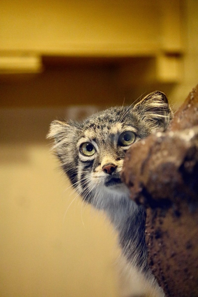 miwako_zoophoto's tweet photo. 見てるつもりが、見られてた。
#マヌルネコ #埼玉県こども動物自然公園
📸 オト https://t.co/adwXrZZ1kH
