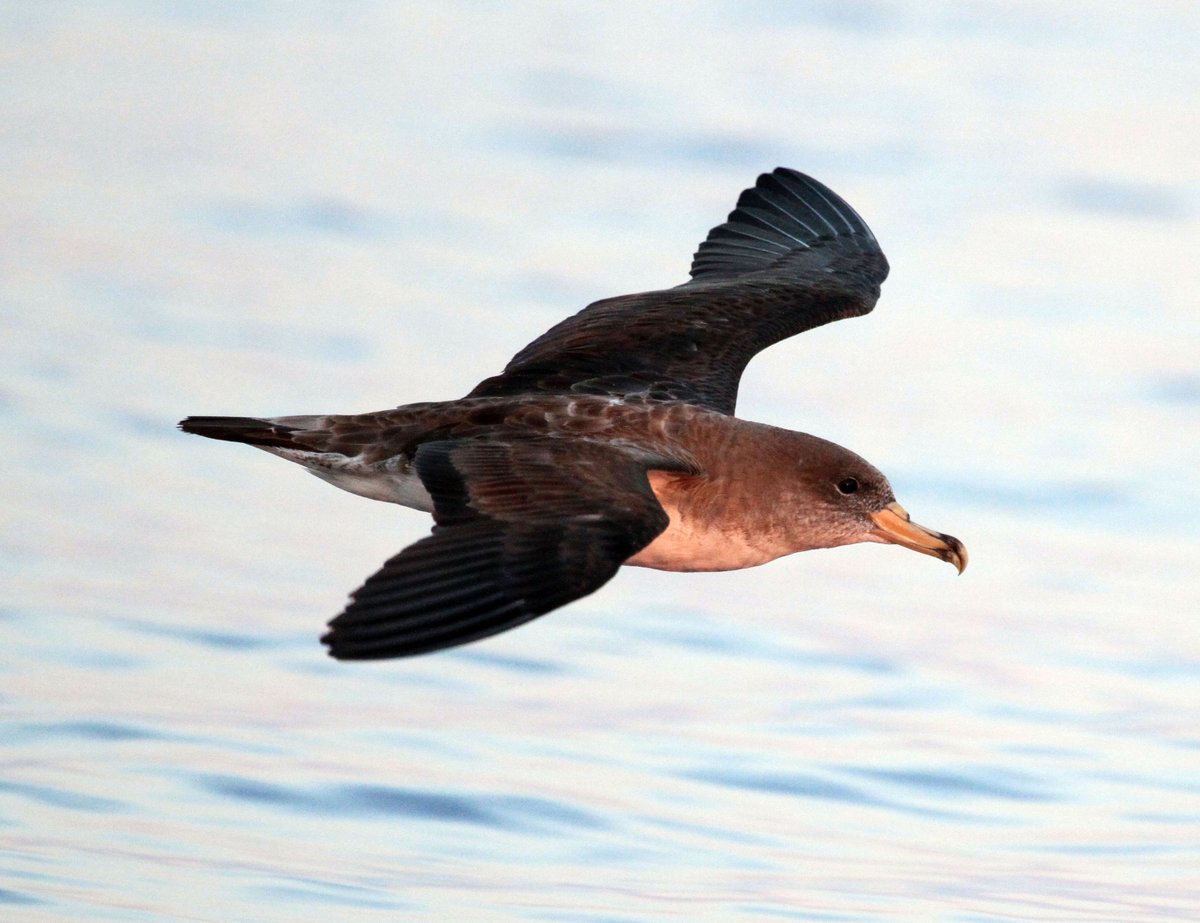 DavidZool's tweet photo. Reproductive aging and age-dependent parental effects on offspring in a long-lived seabird https://t.co/jU885nLRHK https://t.co/SjlG1GYudD