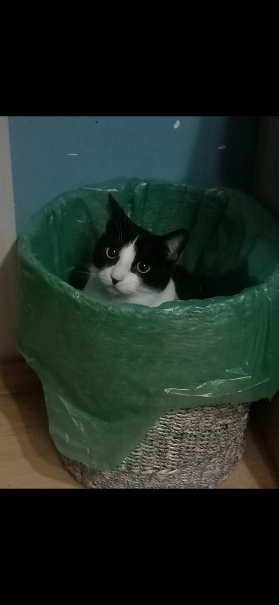 ThatOneGayB0t's tweet photo. Happy birthday to me! I don't have anything to post to celebrate tho so here's my cat in a trash bin https://t.co/fM0cXgFK1b