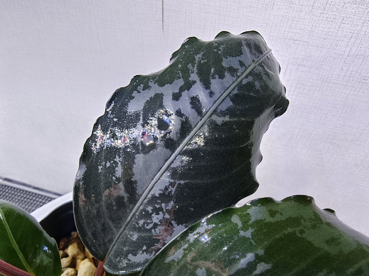 kiboudeko's tweet photo. Bucephalandra sp."Flamingo"
2022/01

フラミンゴ
大きく育ちましたが、子株全然出しません💦

#Bucephalandra
#ブセファランドラspフラミンゴ
#ブセファランドラ
#大型ブセ https://t.co/j2jFx5gqsZ
