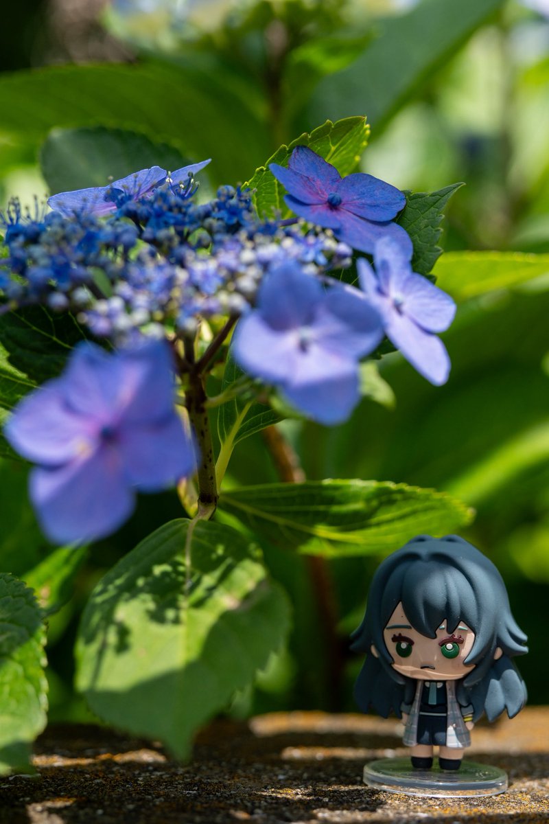 BQ201's tweet photo. 紫陽花とにょきんとまりちゃん https://t.co/XSxWIQwbI5