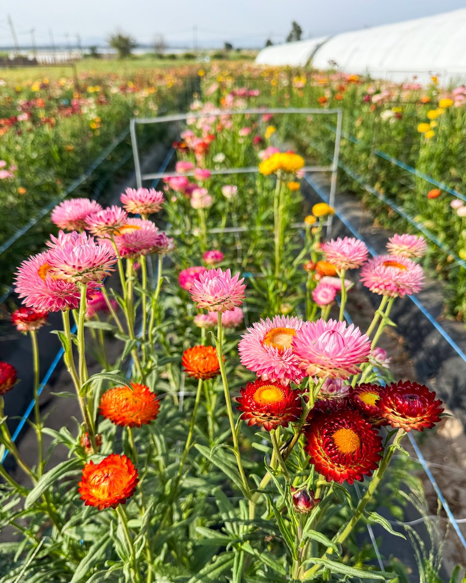 florinevept's tweet photo. O Helichrysum, também conhecido como flor-de-palha, destaca-se pela sua resistência e longa durabilidade, tornando-se uma excelente escolha para os meses mais quentes🌸

https://t.co/mgD4kL6EYH

#florineve #floresdeestufa #floresdeportugal #helichrysum #flordepalha #localflowers https://t.co/Vbjldf79oe