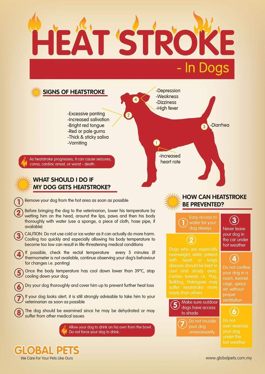 MissingPetsGB tweet picture